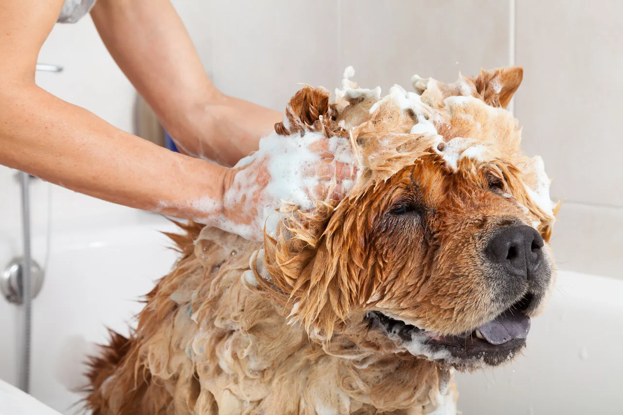 Hond wordt gewassen met shampoo