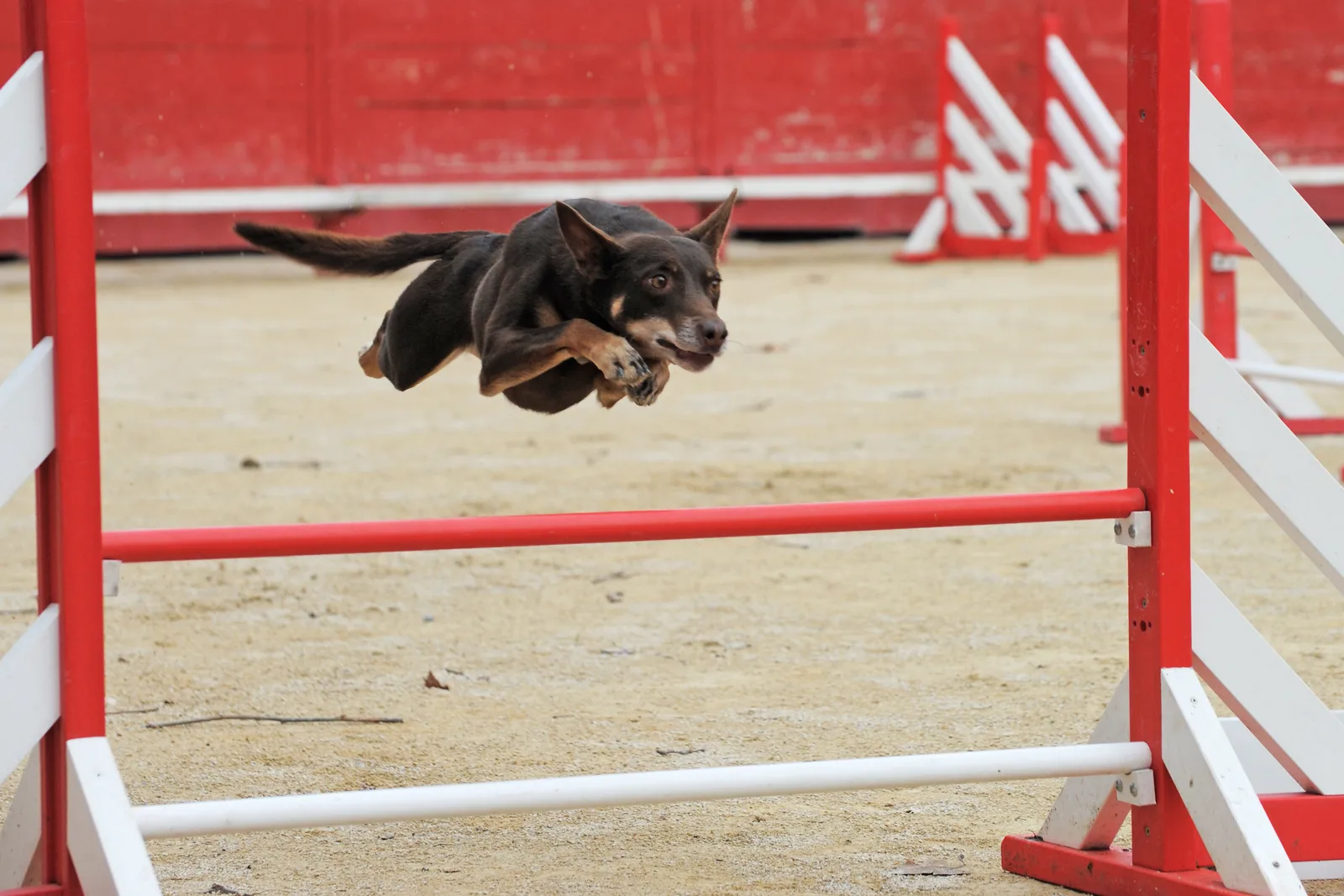 Australische kelpie springt over een hindernis tijdens agility