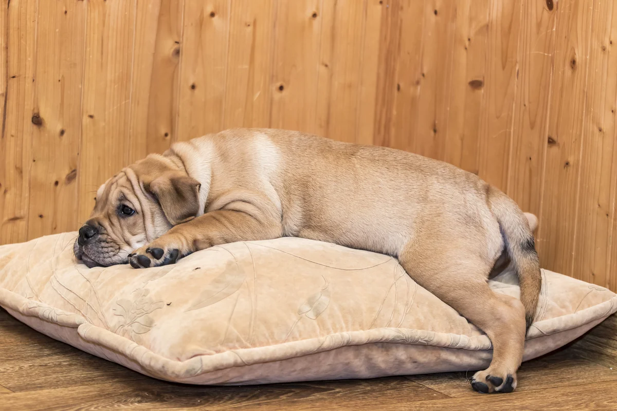 Hond ligt opgekruld op een kussen