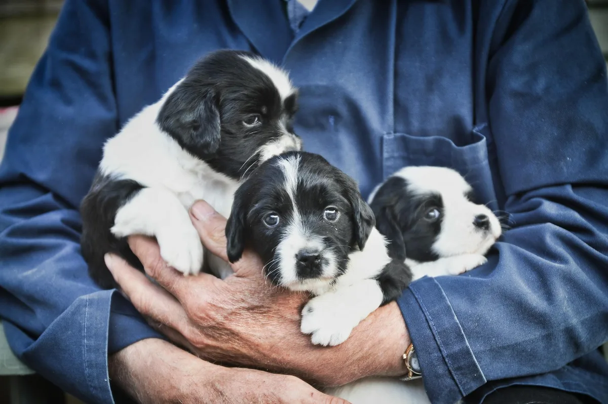 Fokker in werkkleding houdt drie zwart-witte pups uit één nest in zijn armen