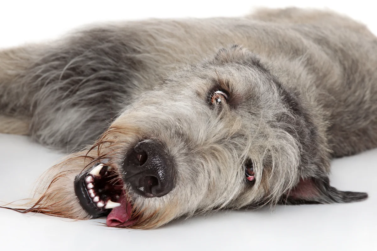 Oudere ruwharige hond ligt ontspannen op zijn zij