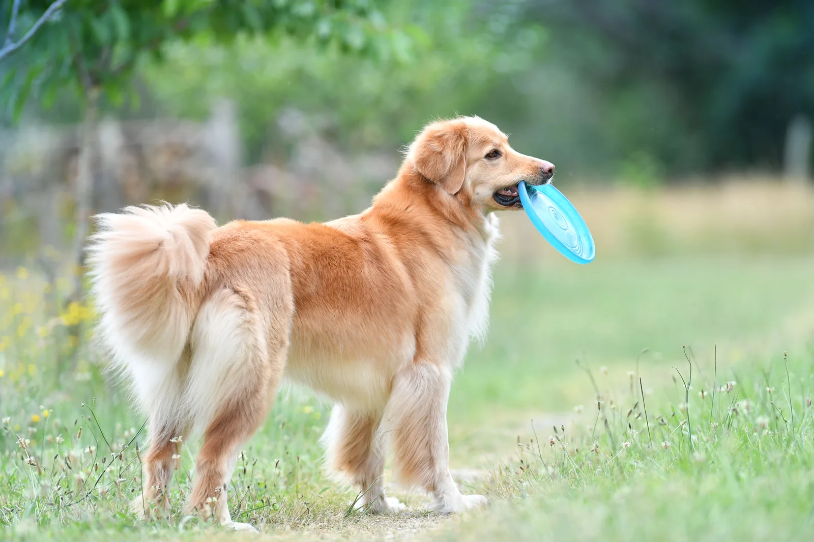 Hond apporteert een frisbee op een grasveld