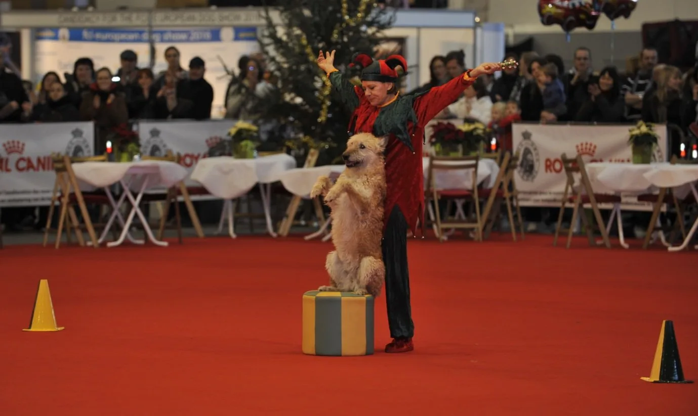 Hond en baasje voeren samen een doggydance-routine uit