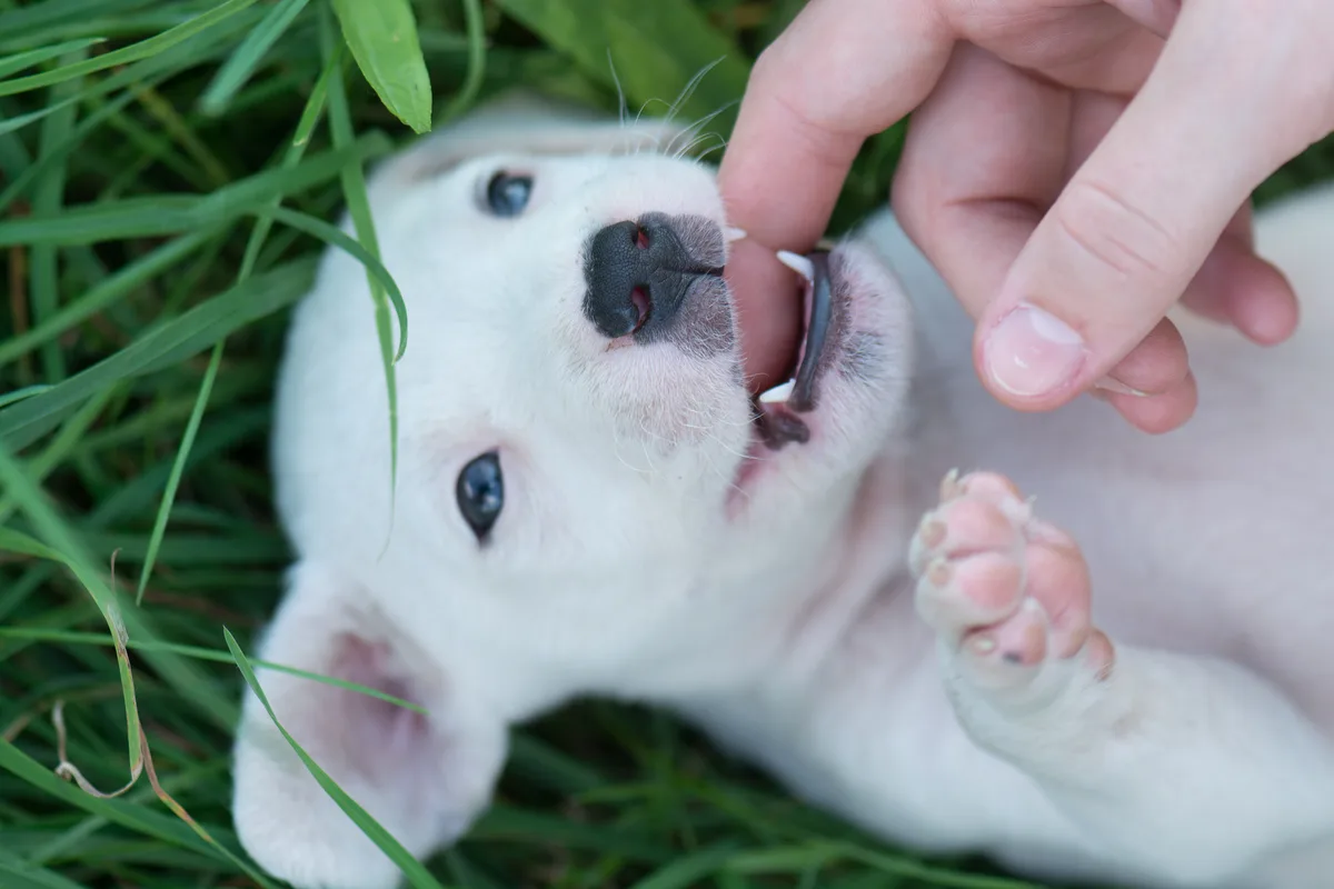 Witte pup in het gras wordt zachtjes aangeraakt door een hand