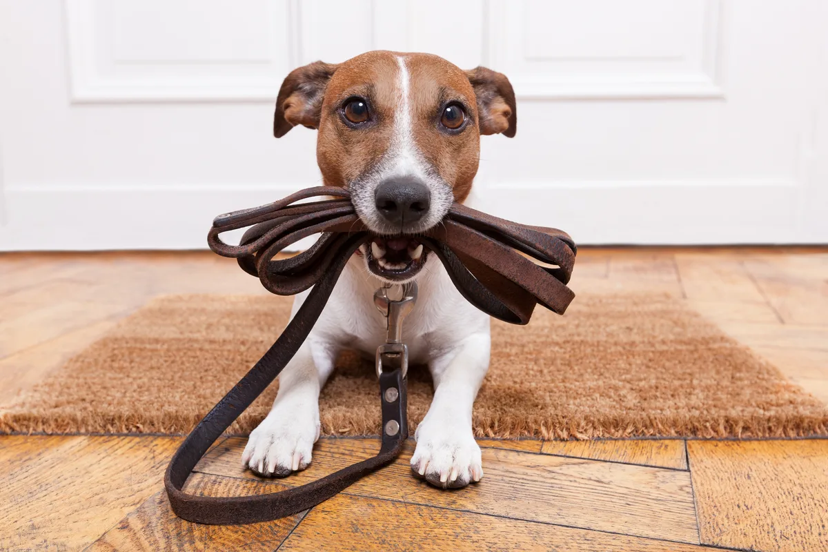 Jack Russell met lijn, klaar om te wandelen