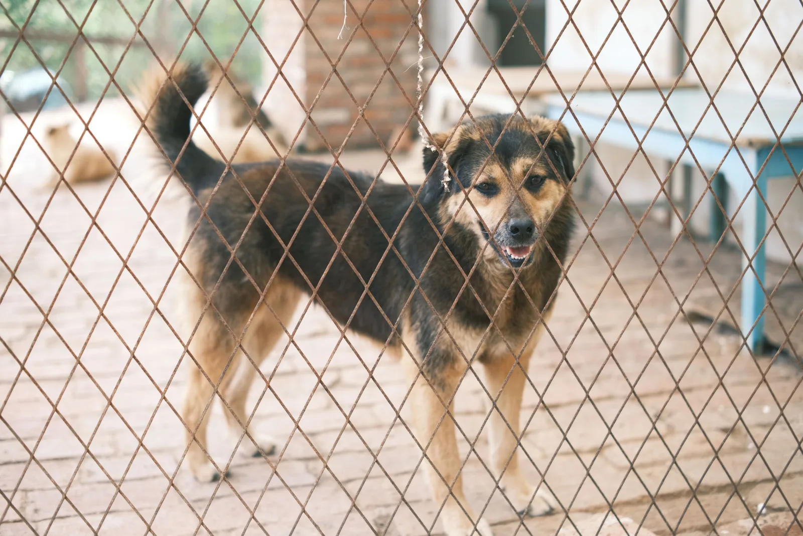 Bastaardhond kijkt door het gaas van een buitenlands asiel, met andere honden op de achtergrond