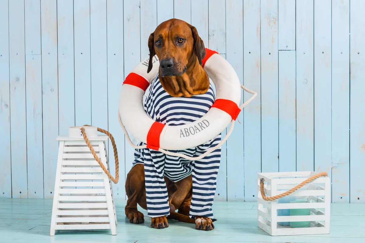 Hond in matrozenpak met reddingsboei klaar voor de reis