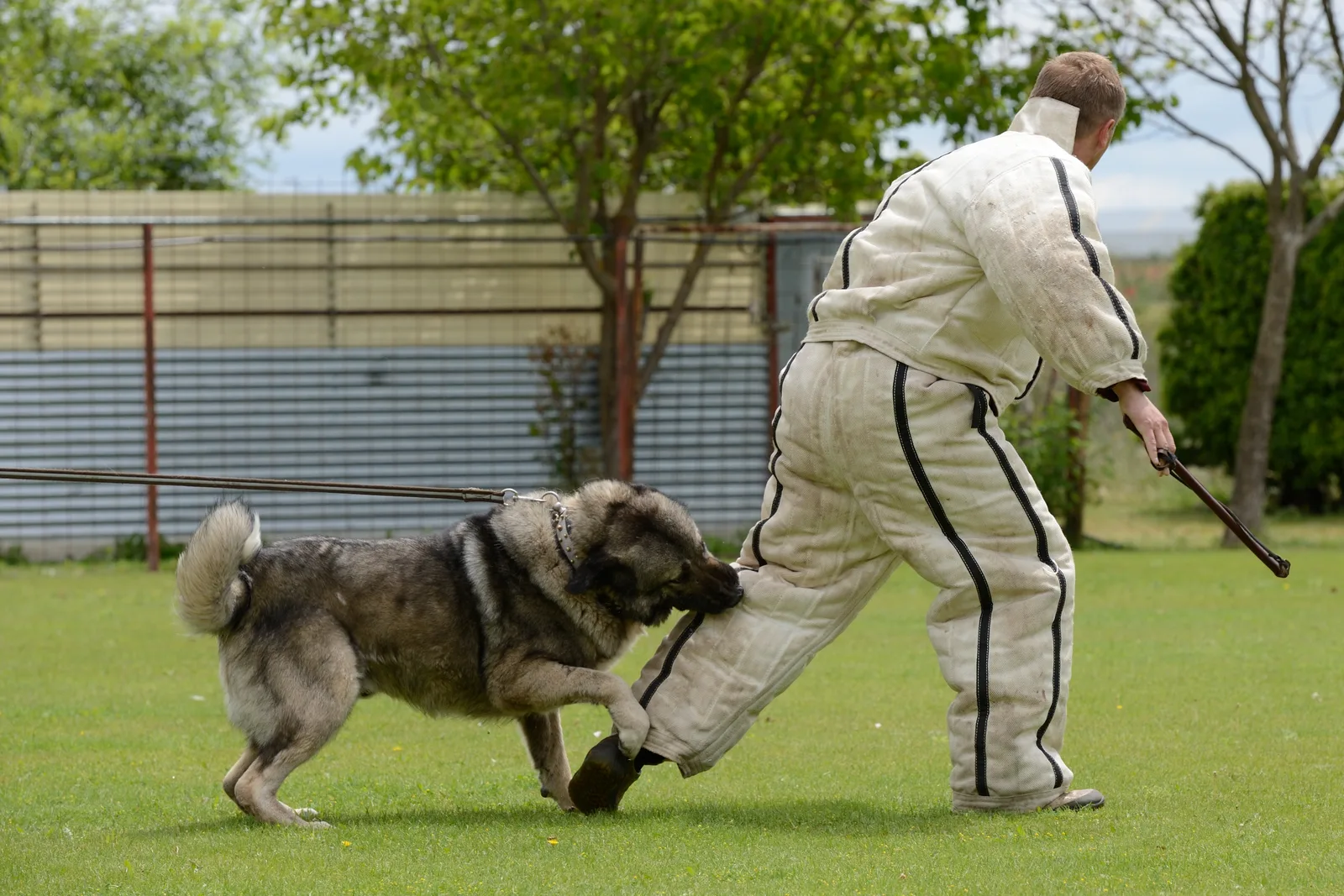 Hond bijt in de beschermmouw van een pakwerker tijdens africhting