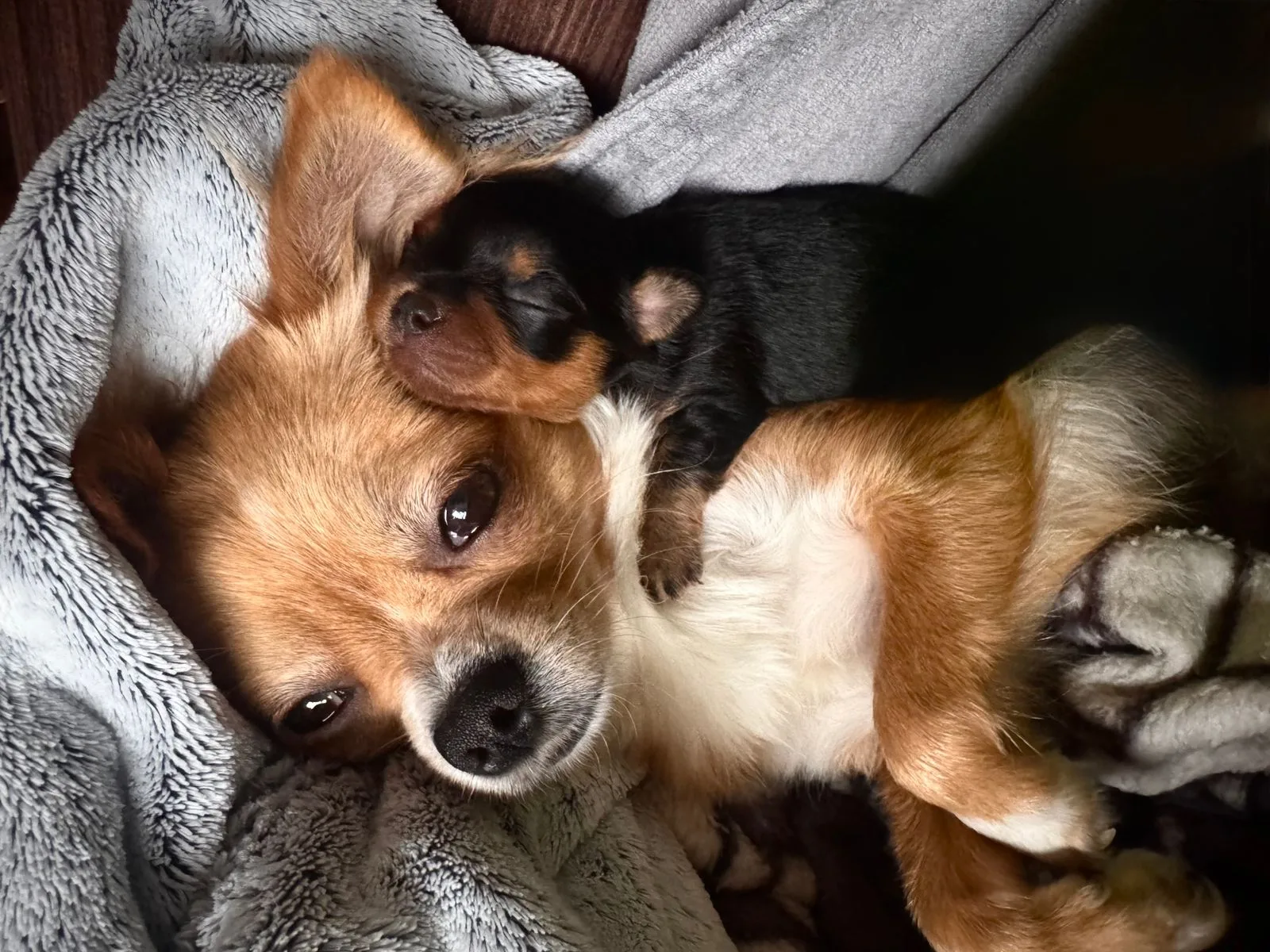 Chihuahua met haar pasgeboren pup onder een dekentje