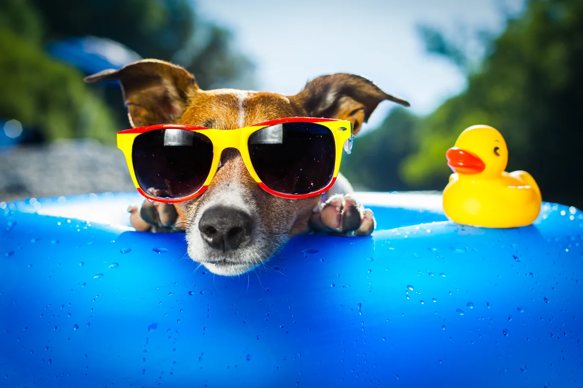 Jack Russell met zonnebril op een opblaasboot op vakantie