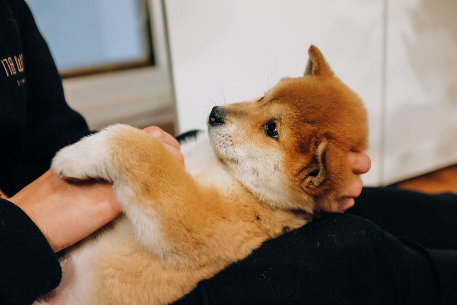 Shiba inu-pup ligt op zijn rug in iemands armen, buikje omhoog