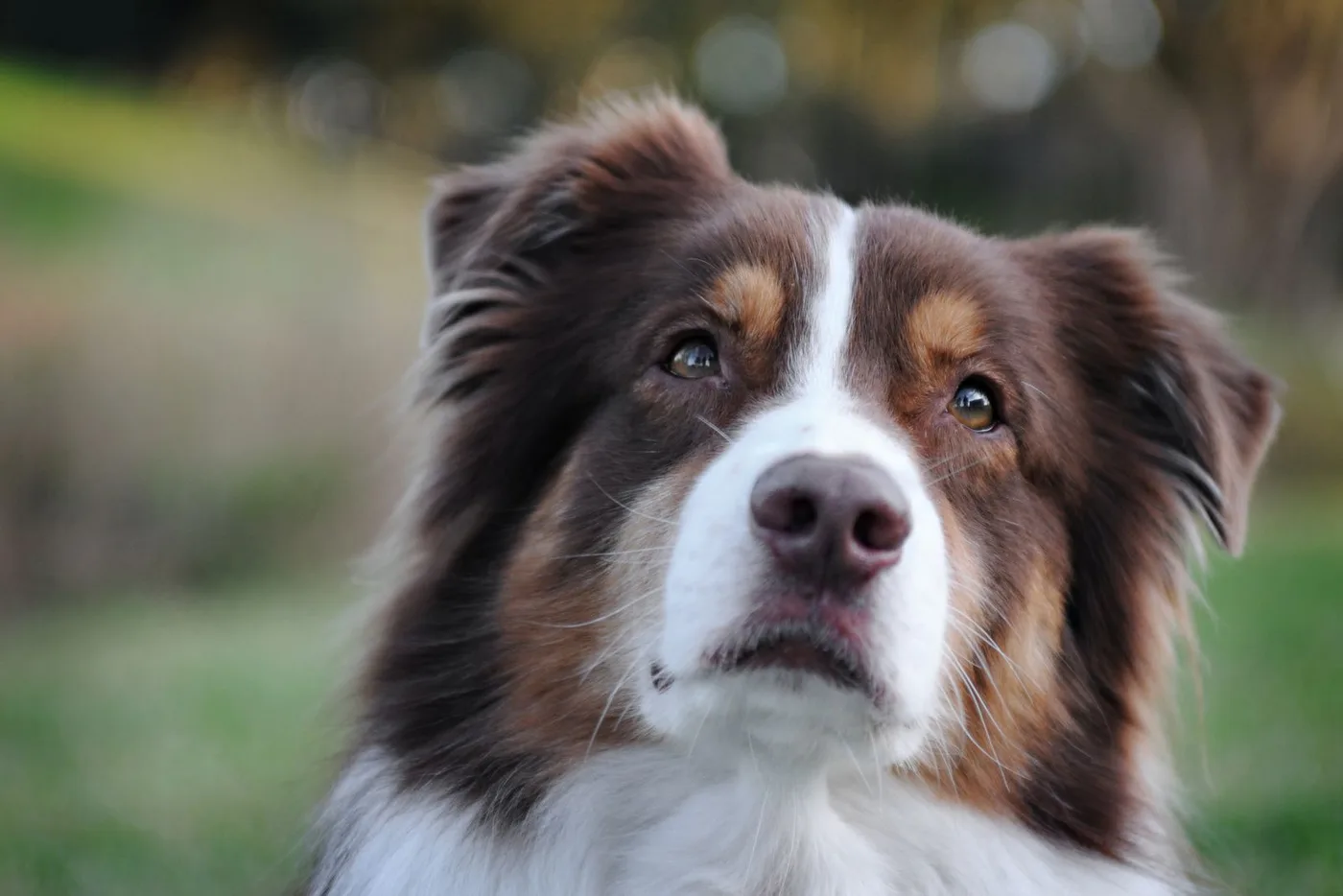 Hond kijkt aandachtig omhoog naar zijn baas