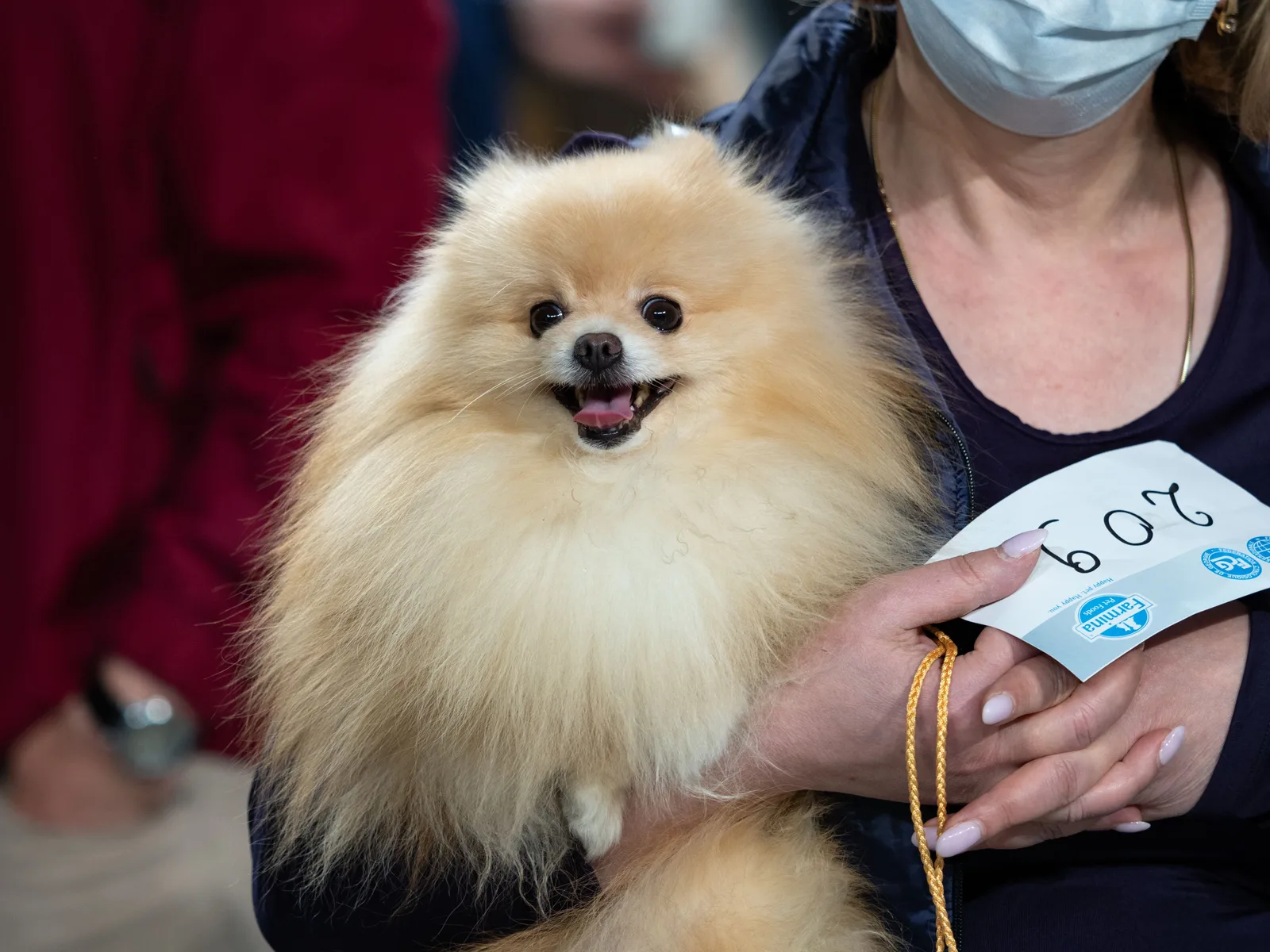 Vrouw houdt een Pommer vast op een hondenshow, met ringnummer