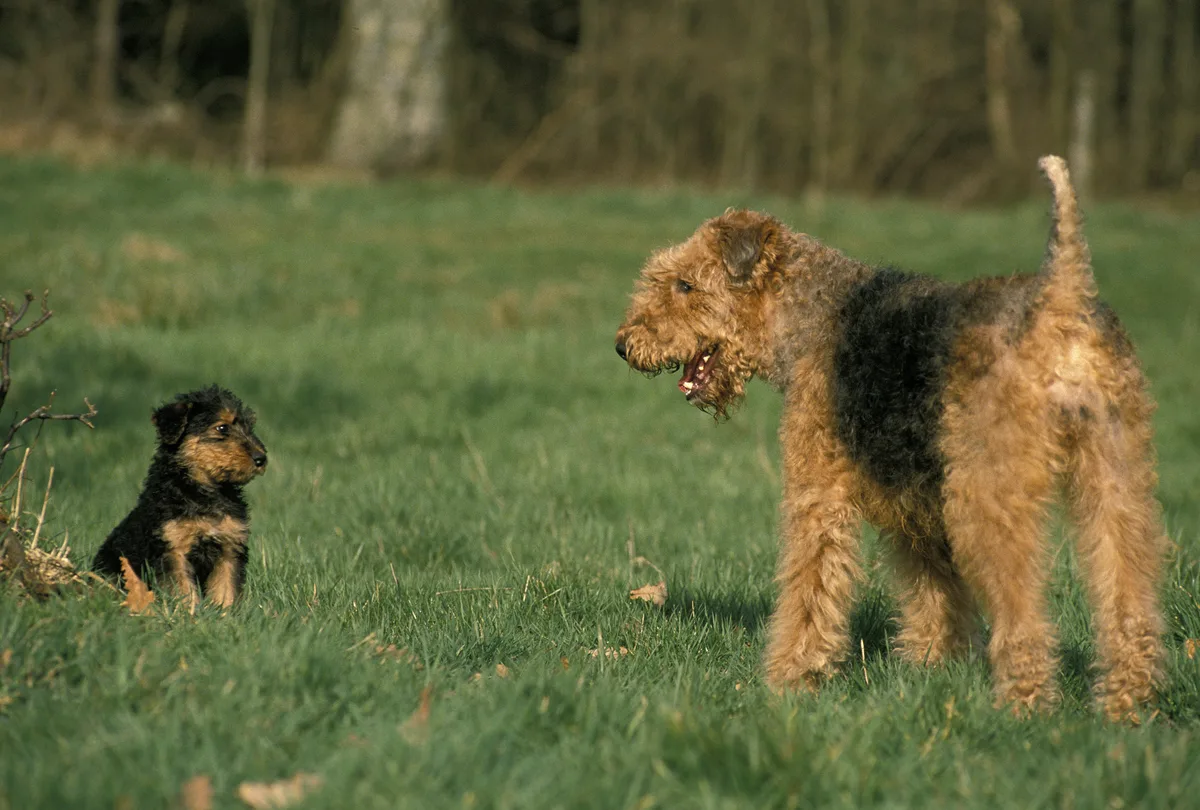 Volwassen zwart-bruine terriër naast een pup van hetzelfde ras in het gras