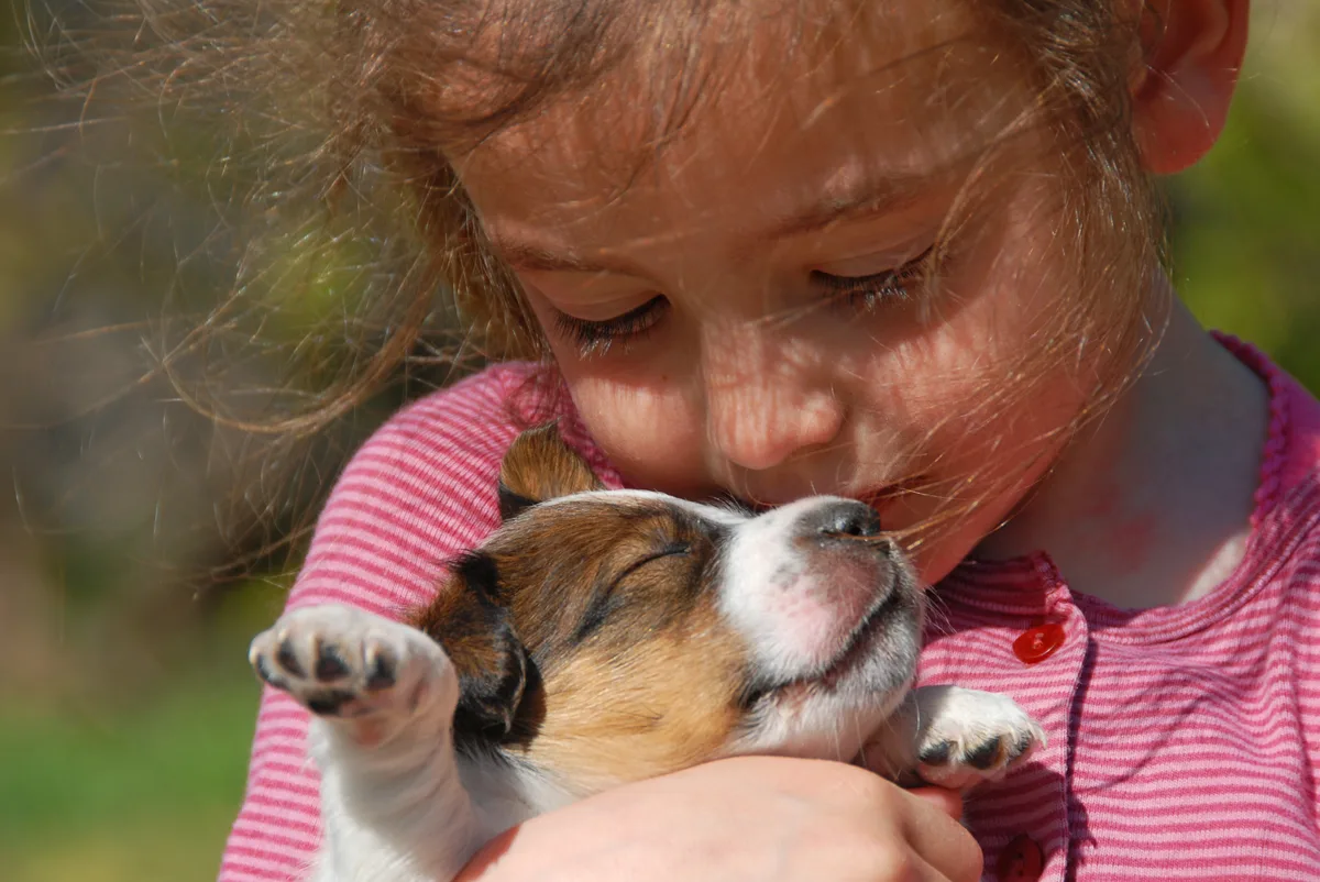 Klein meisje knuffelt een Jack Russell-pup in de zon