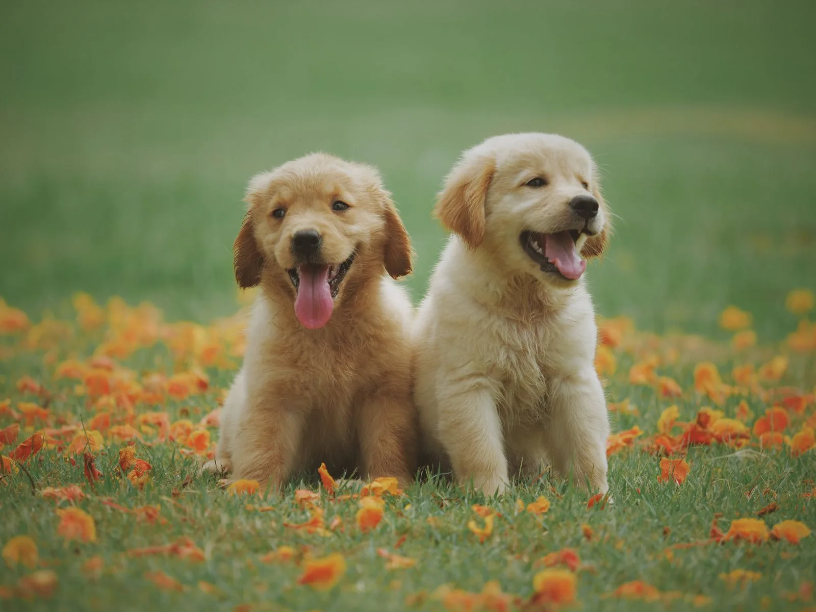 Twee jonge pups wennen buiten aan het gras