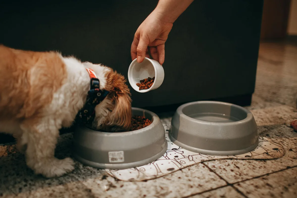 Hand strooit nieuw voer over oude brokken in de bak terwijl een pup eet
