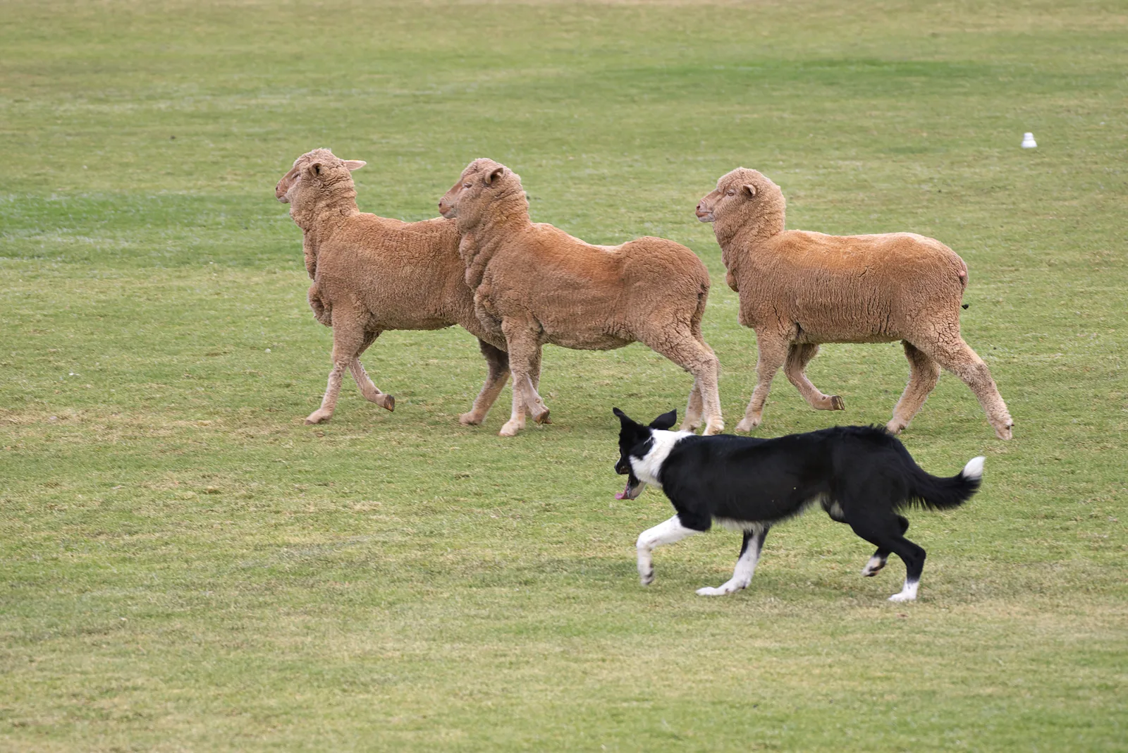 Border collie drijft drie schapen bij over een grasveld