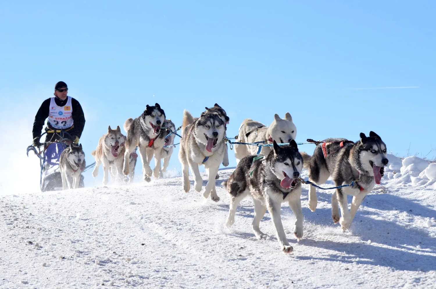 Team sledehonden met verschillende vachtkleuren rent door de sneeuw