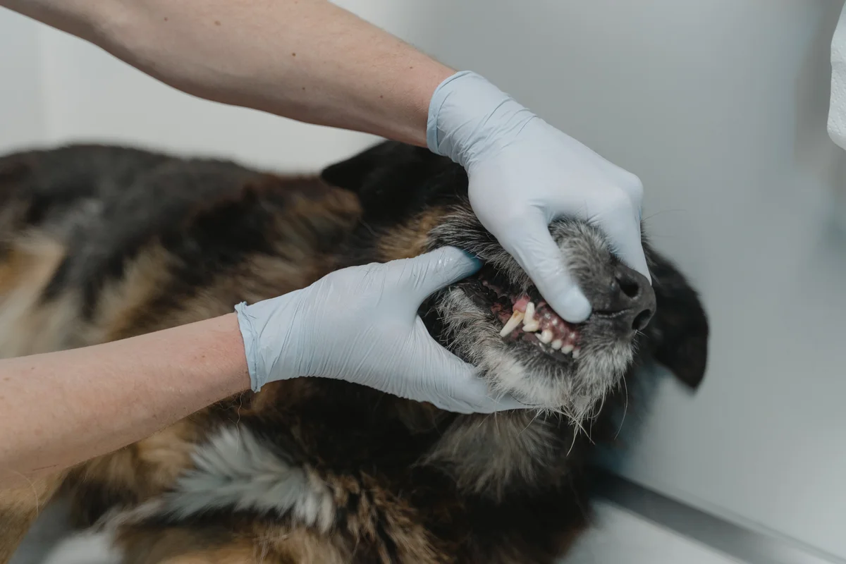 Dierenarts controleert het gebit van een donkere hond met handschoenen aan