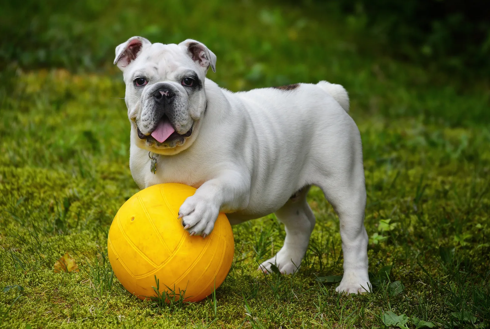 Un bouledogue anglais blanc pose la patte sur un ballon jaune