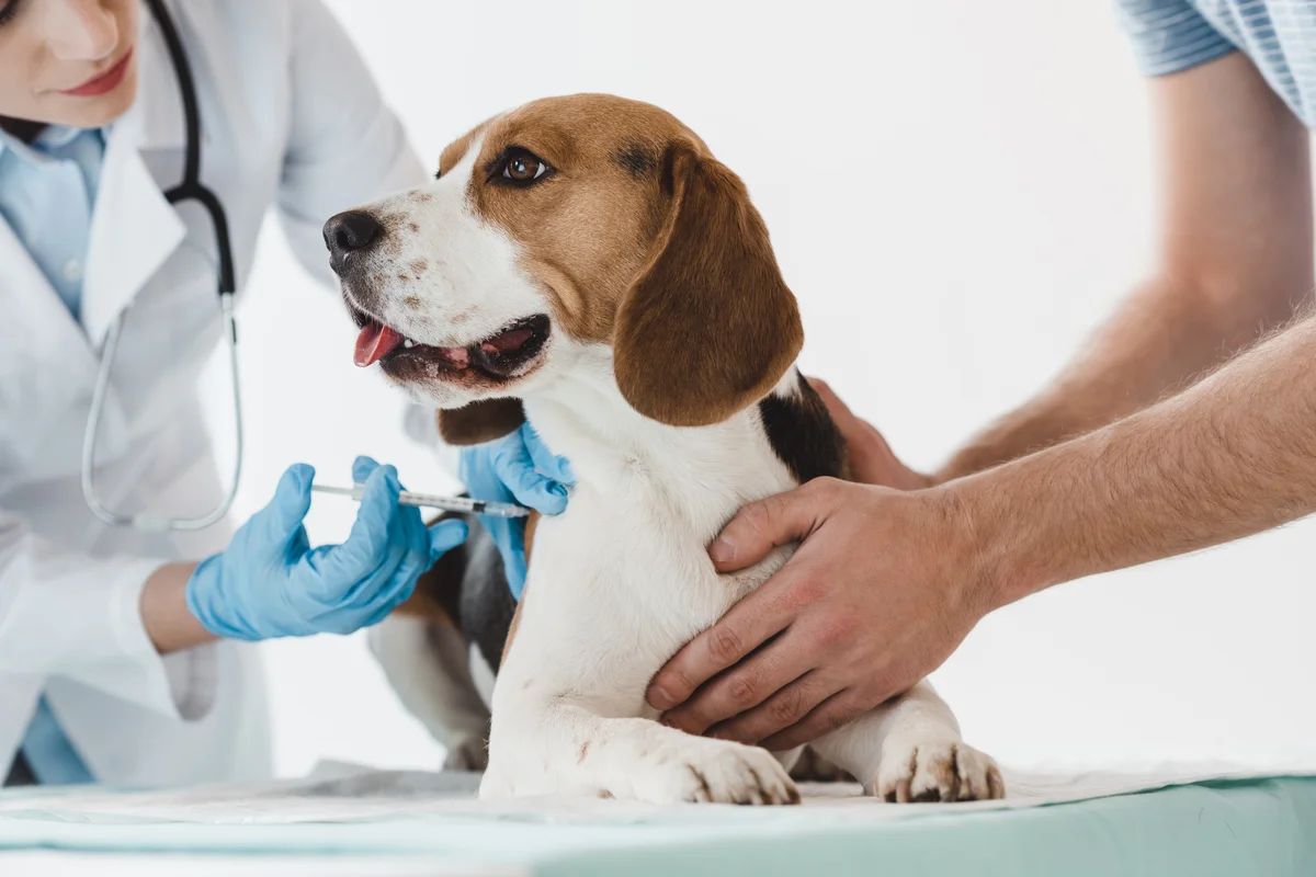 Dierenarts geeft een Beagle een vaccinatieprik