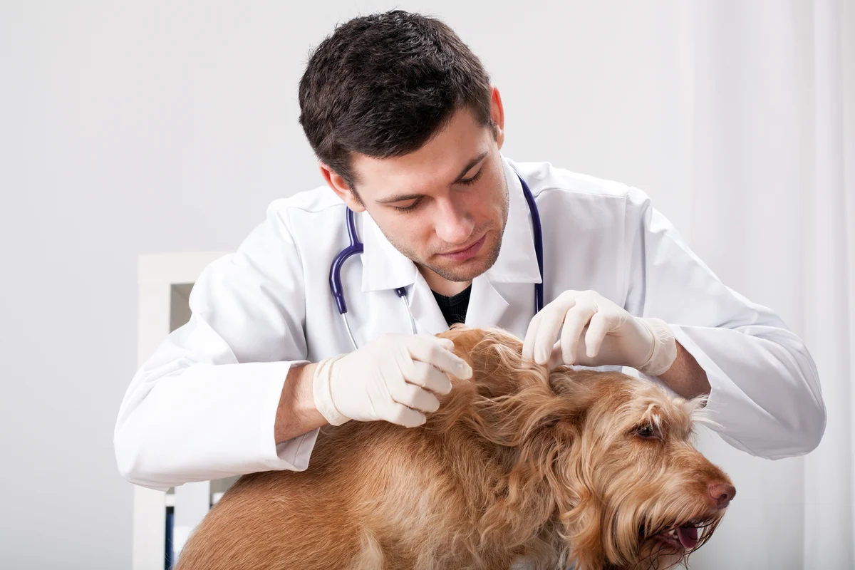 Dierenarts met handschoenen onderzoekt een hond