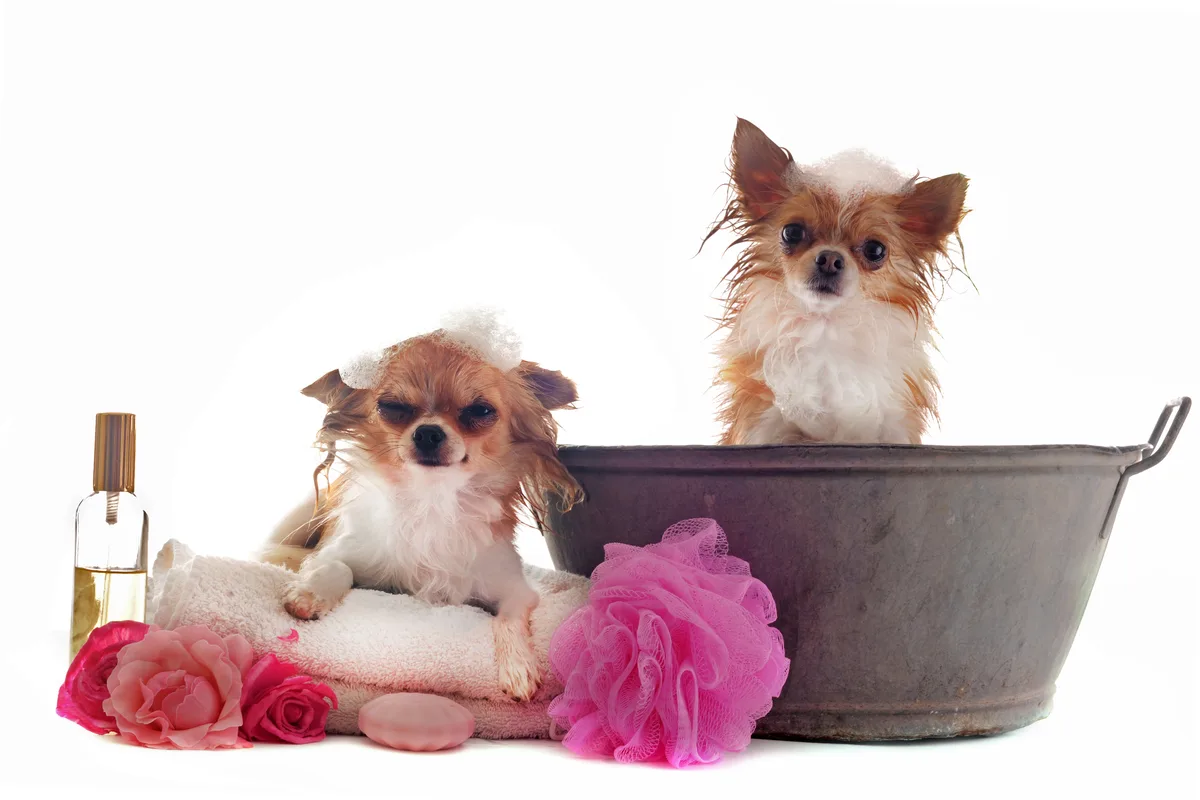 Twee Chihuahua's bij een wasbak met verzorgingsspullen, shampoo en handdoek