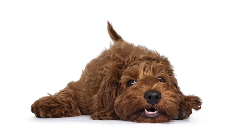 Labradoodle, een populaire kruising
