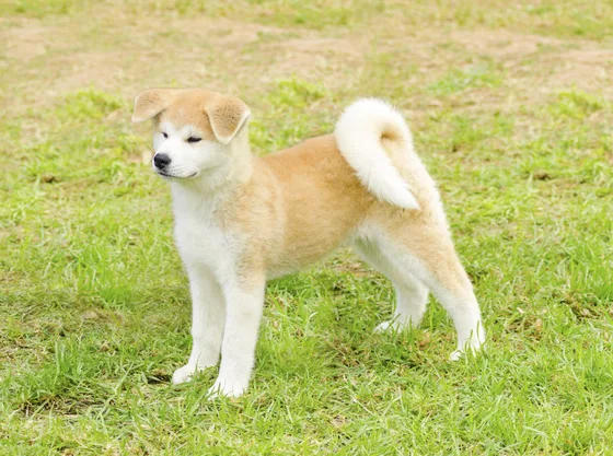 Akita portret