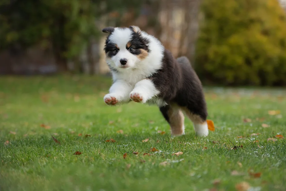 Australian Shepherd-pup