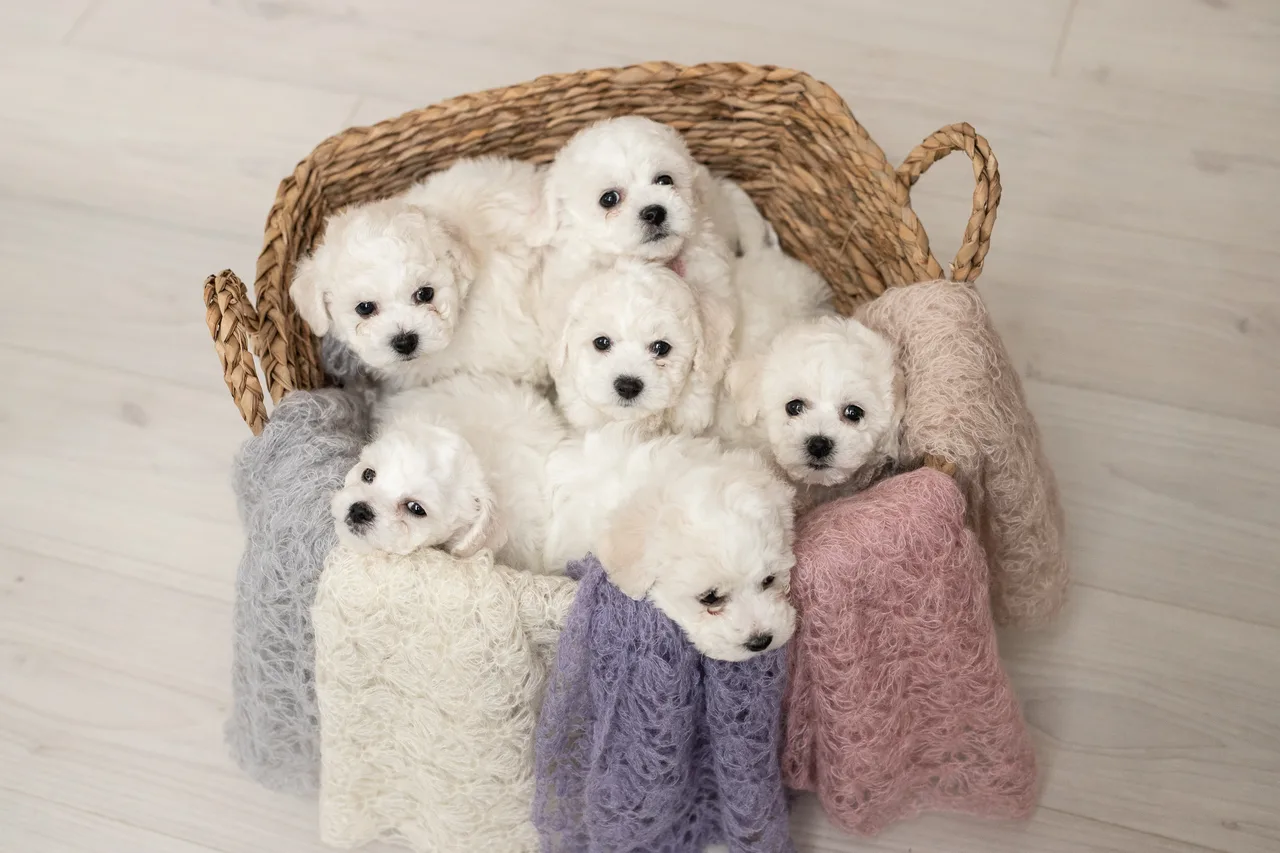 Bichon Frisé pups in een mandje