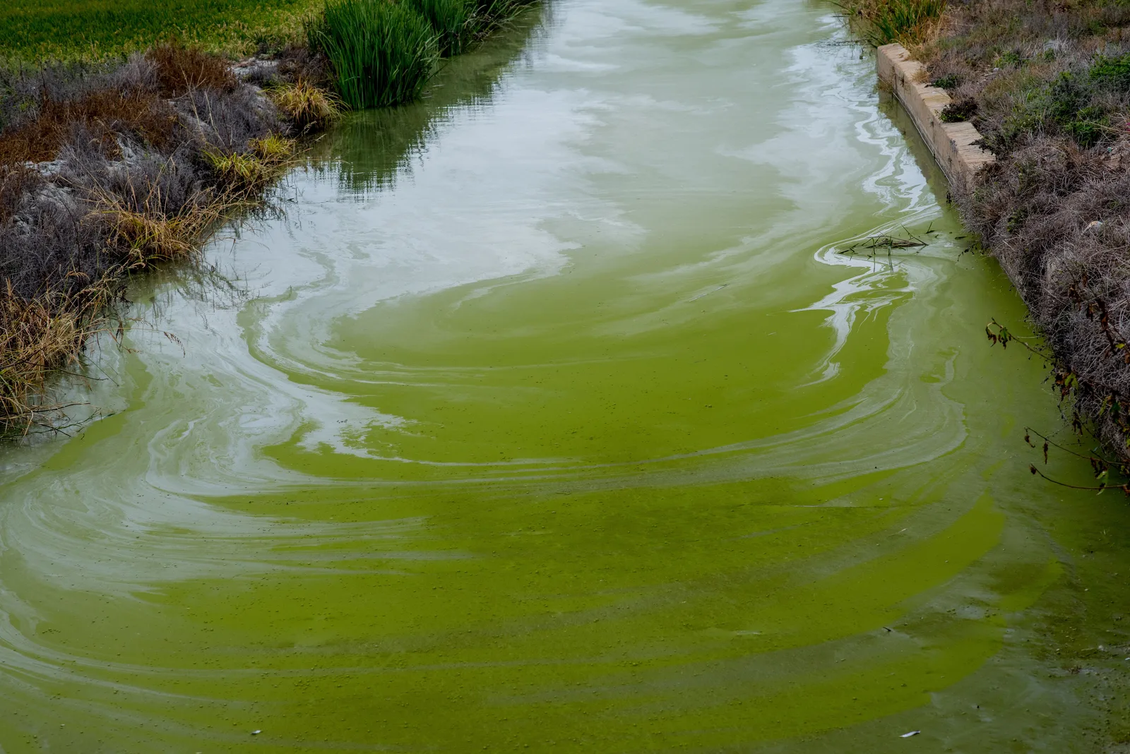 Stilstaand water met een groene laag blauwalg