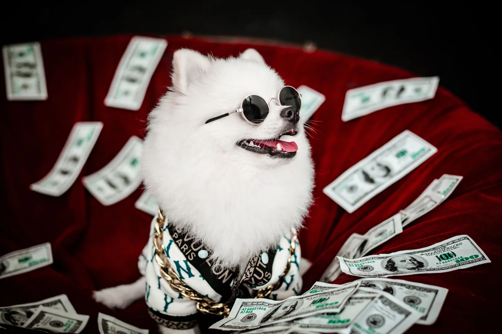 Witte hond met zonnebril zit tussen bankbiljetten op een rode zetel