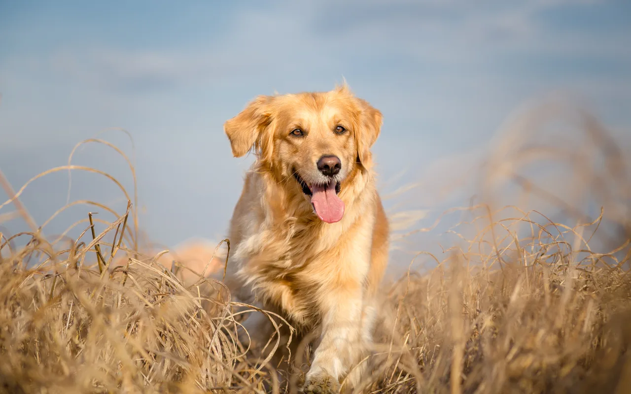 Golden Retriever portret