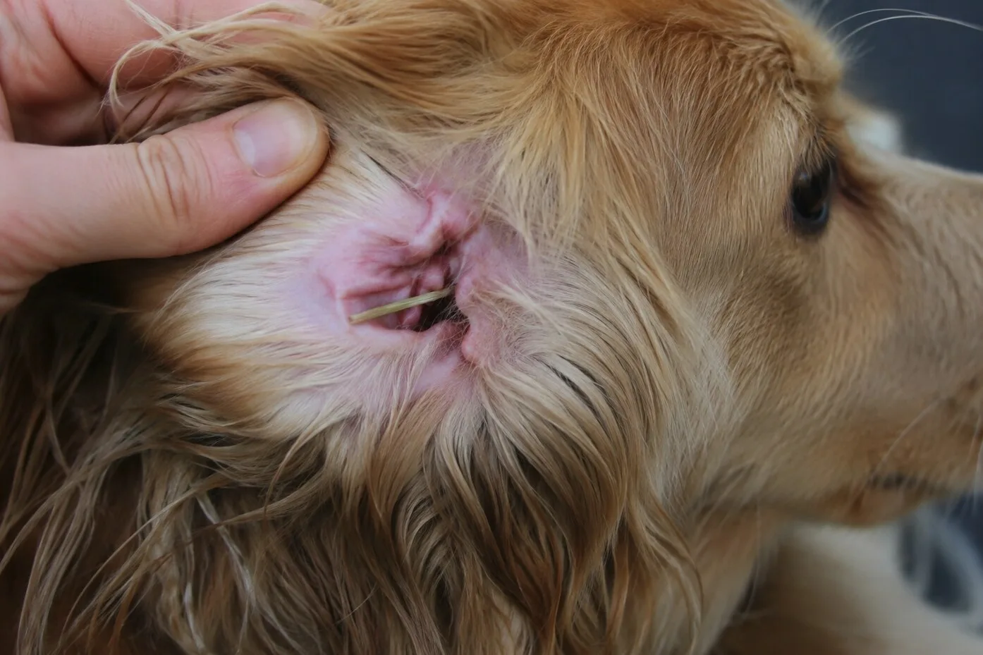 Grasaar zichtbaar in het oor van een hond