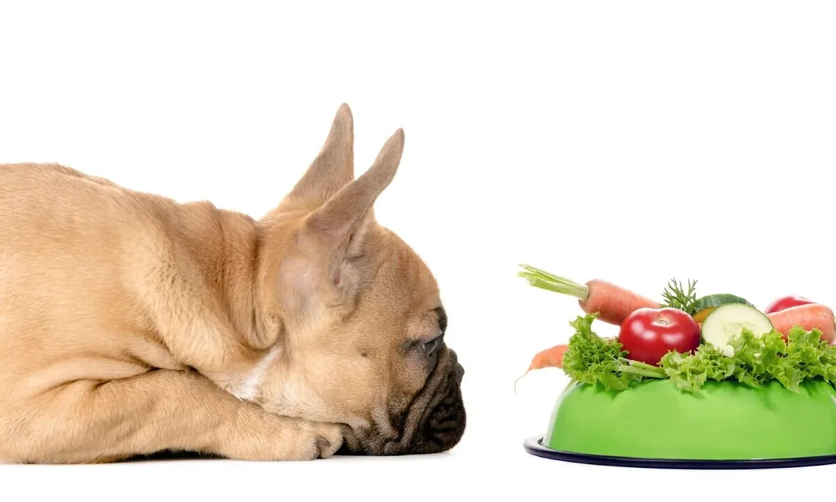Hond naast een voerbak met wortel, komkommer en andere groenten