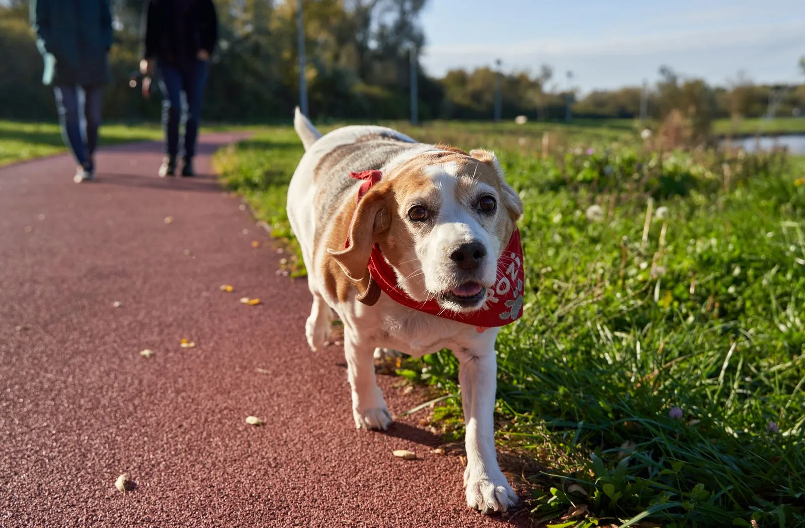 Beagle met rode halsdoek wandelt op een pad in het park