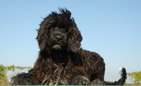 Portugese Waterhond portret