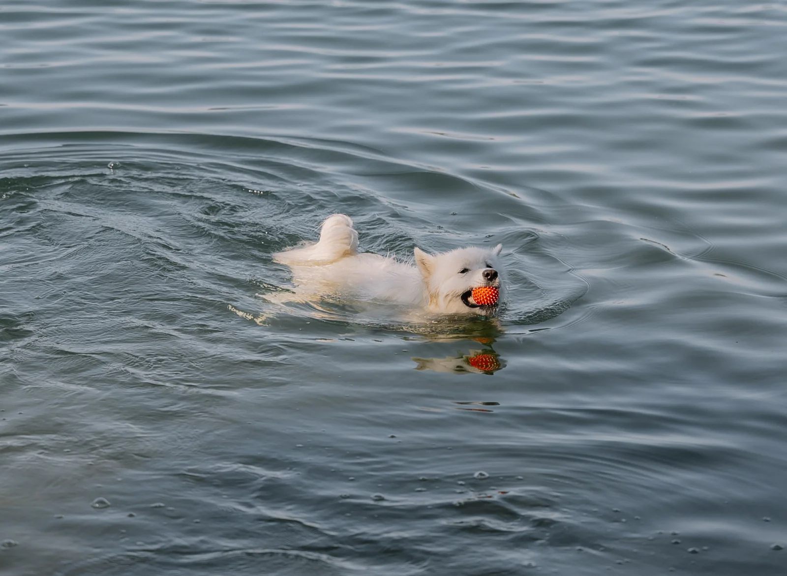 Witte hond die een bal apporteert in open water
