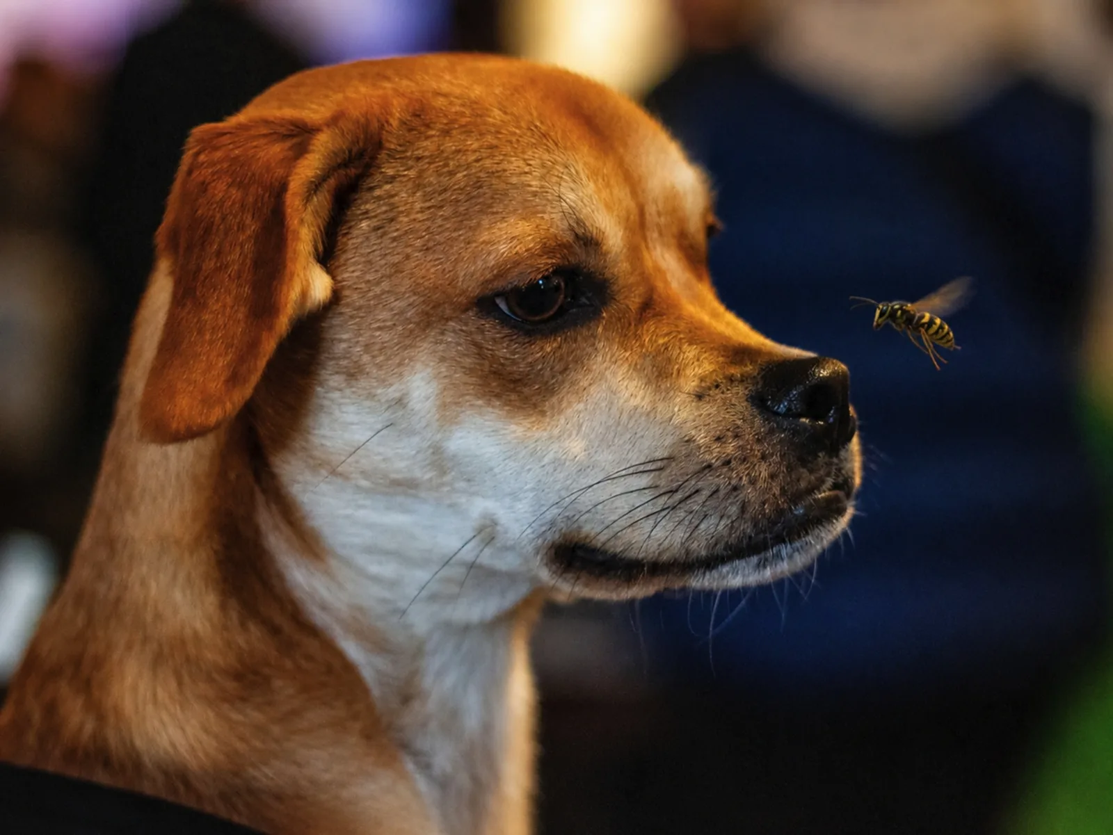 Hond kijkt naar een wesp die vlak bij zijn snuit vliegt