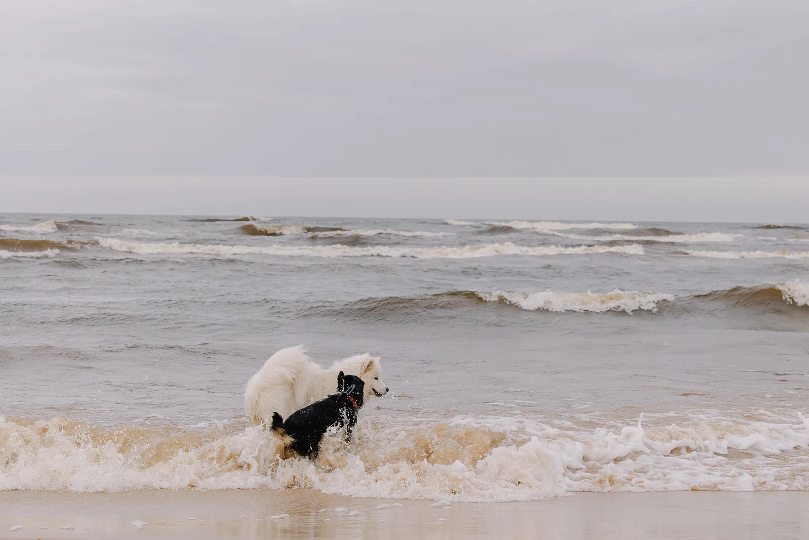 Twee honden spelen in de branding aan zee