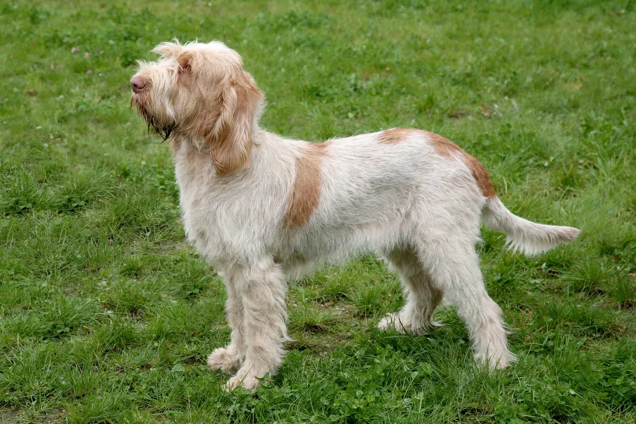 Un Spinone à l'extérieur