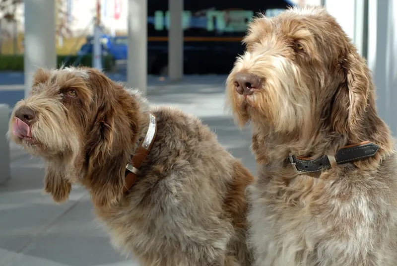 Spinone