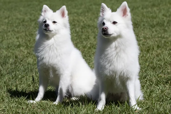 Spitz allemand