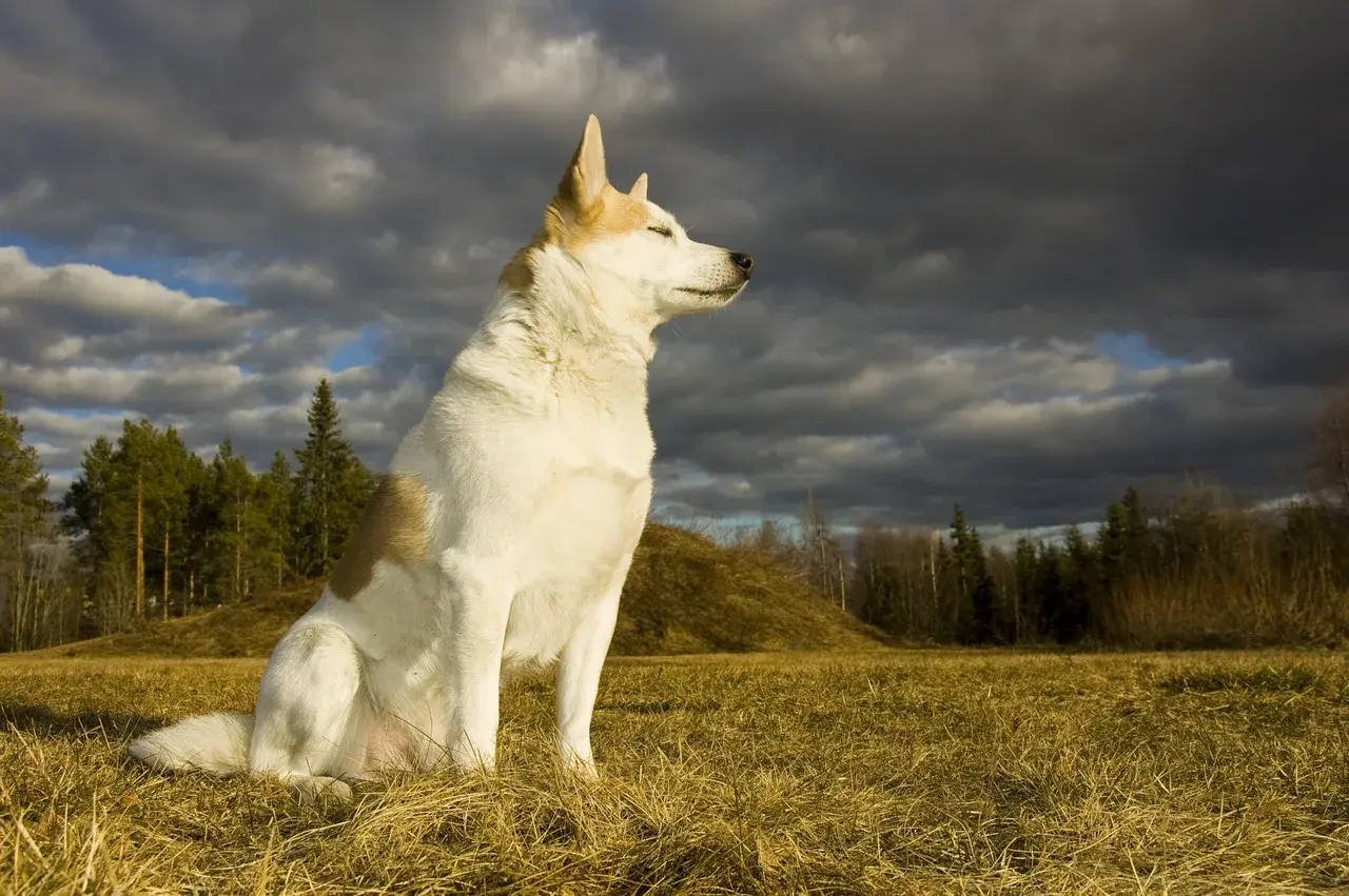 Un Spitz de Norrbotten à l'extérieur
