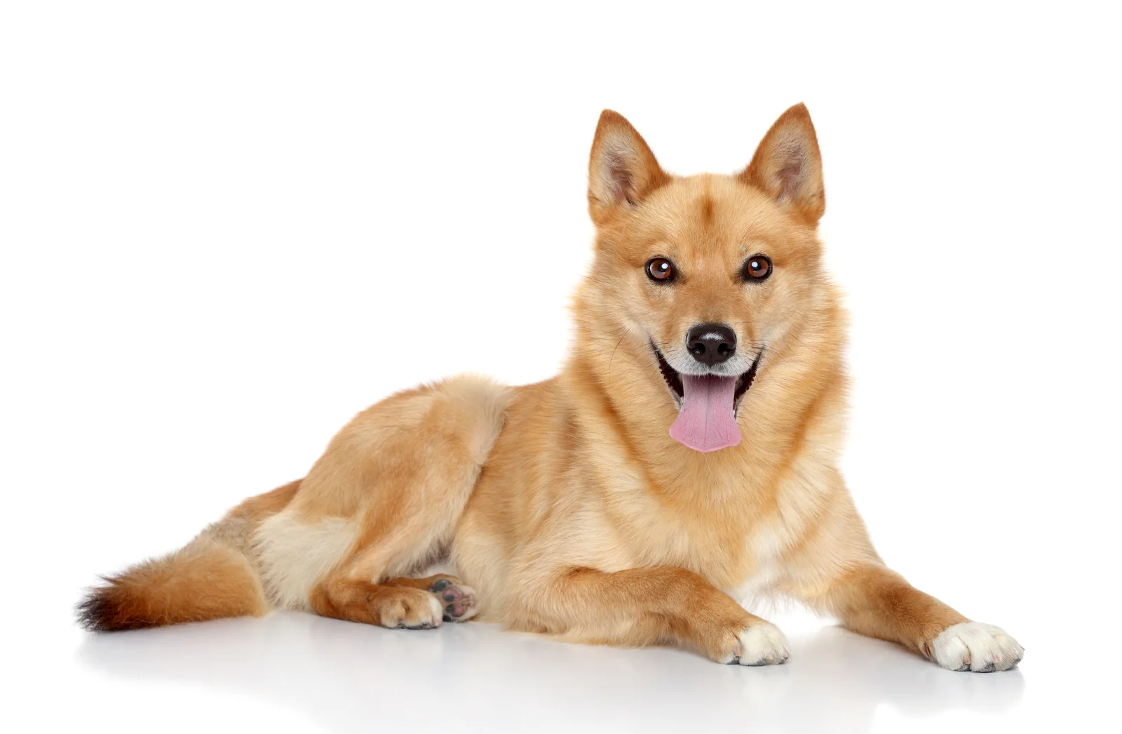 Un Spitz finlandais à l'extérieur