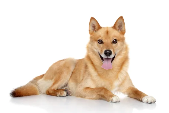 Spitz finlandais