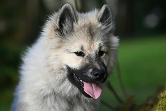 Spitz loup (Keeshond)