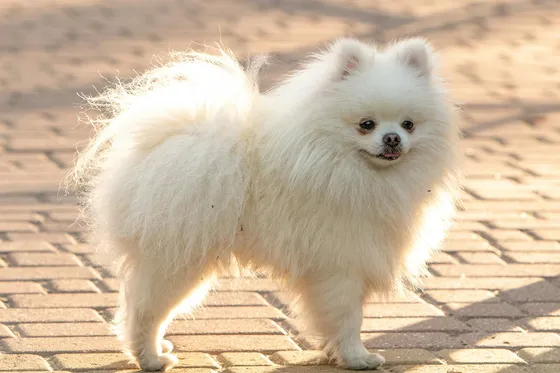 Spitz nain (Poméranien)
